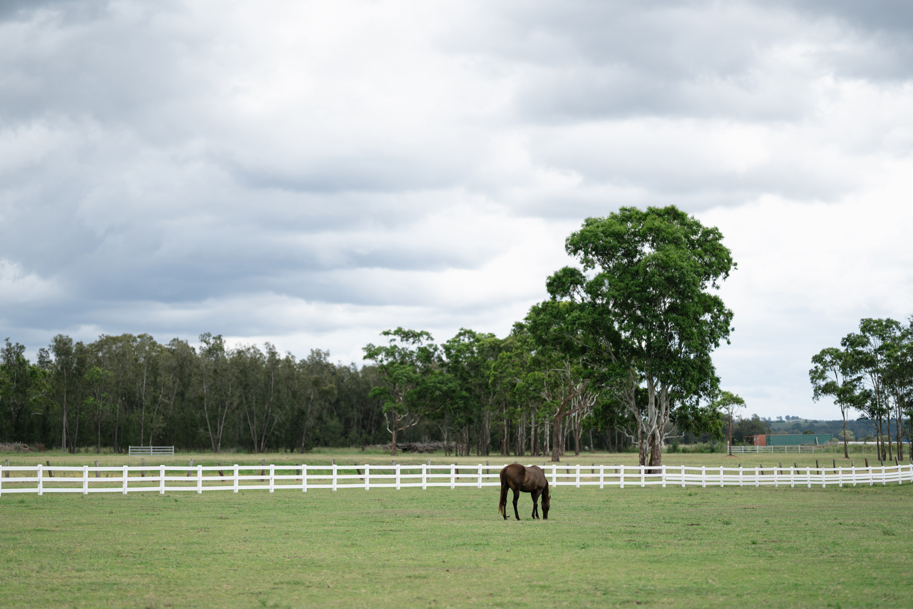 Dark Horse Wedding - Tori & Jason 1